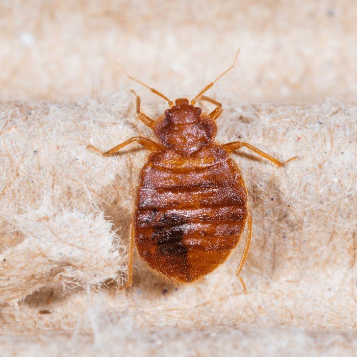 Bedbug Control-Pest Clap Pest Control