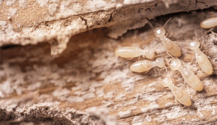 Termite Treatment-Pest Clap Pest Control